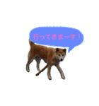 なつぽん40（個別スタンプ：28）