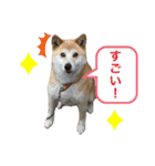 なつぽん40（個別スタンプ：31）