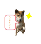 なつぽん40（個別スタンプ：34）