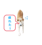 なつぽん40（個別スタンプ：38）