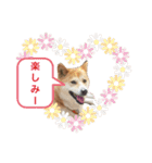 なつぽん40（個別スタンプ：39）