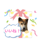 なつぽん40（個別スタンプ：40）