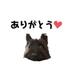 メリーちゃん（ケアンテリア）（個別スタンプ：8）