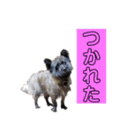 メリーちゃん（ケアンテリア）（個別スタンプ：21）