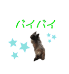 メリーちゃん（ケアンテリア）（個別スタンプ：25）