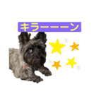 メリーちゃん（ケアンテリア）（個別スタンプ：35）