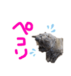 メリーちゃん（ケアンテリア）（個別スタンプ：36）