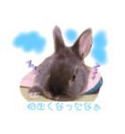 コハクの一日（個別スタンプ：3）