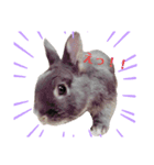 コハクの一日（個別スタンプ：4）