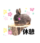 コハクの一日（個別スタンプ：6）