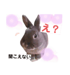 コハクの一日（個別スタンプ：8）