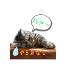 Sweet Cat 小鉄くん（個別スタンプ：5）
