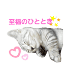 Sweet Cat 小鉄くん（個別スタンプ：15）