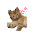 こ虎くん（個別スタンプ：3）