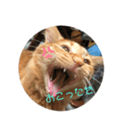 こ虎くん（個別スタンプ：5）