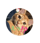 こ虎くん（個別スタンプ：6）