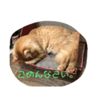 こ虎くん（個別スタンプ：7）