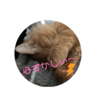 こ虎くん（個別スタンプ：8）