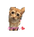 こ虎くん（個別スタンプ：11）