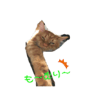 こ虎くん（個別スタンプ：13）