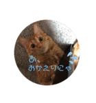 こ虎くん（個別スタンプ：15）