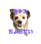 わたしのスタンプノア（個別スタンプ：1）