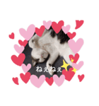 山本猫兄弟（個別スタンプ：1）