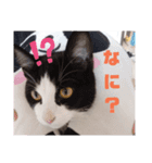 山本猫兄弟（個別スタンプ：2）