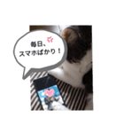 山本猫兄弟（個別スタンプ：3）