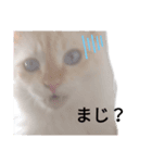 山本猫兄弟（個別スタンプ：7）