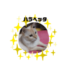 山本猫兄弟（個別スタンプ：8）