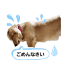 ゴールデンレトリバー❤️マリン（個別スタンプ：3）