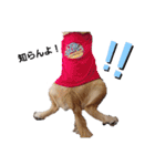 ゴールデンレトリバー❤️マリン（個別スタンプ：14）