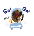 ゴールデンレトリバー❤️マリン（個別スタンプ：30）