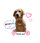 ゴールデンレトリバー❤️マリン（個別スタンプ：40）
