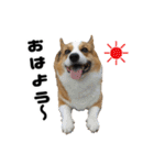 トライコーギー・シュシュ（個別スタンプ：1）