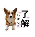 トライコーギー・シュシュ（個別スタンプ：8）