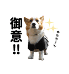 トライコーギー・シュシュ（個別スタンプ：9）
