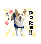 トライコーギー・シュシュ（個別スタンプ：13）