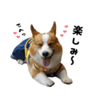 トライコーギー・シュシュ（個別スタンプ：15）