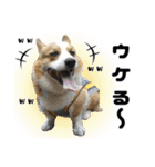 トライコーギー・シュシュ（個別スタンプ：16）