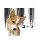トライコーギー・シュシュ（個別スタンプ：21）