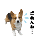 トライコーギー・シュシュ（個別スタンプ：26）