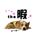 トライコーギー・シュシュ（個別スタンプ：33）