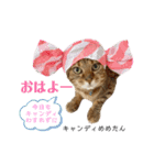 おぼうしめめたん1（個別スタンプ：12）