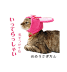 おぼうしめめたん1（個別スタンプ：13）