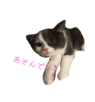 こんちゃんのスタンプ（個別スタンプ：7）