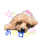 めろんのすたんぷです。（個別スタンプ：1）