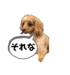 めろんのすたんぷです。（個別スタンプ：12）