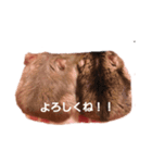 ハムキチスタジアム！（個別スタンプ：5）